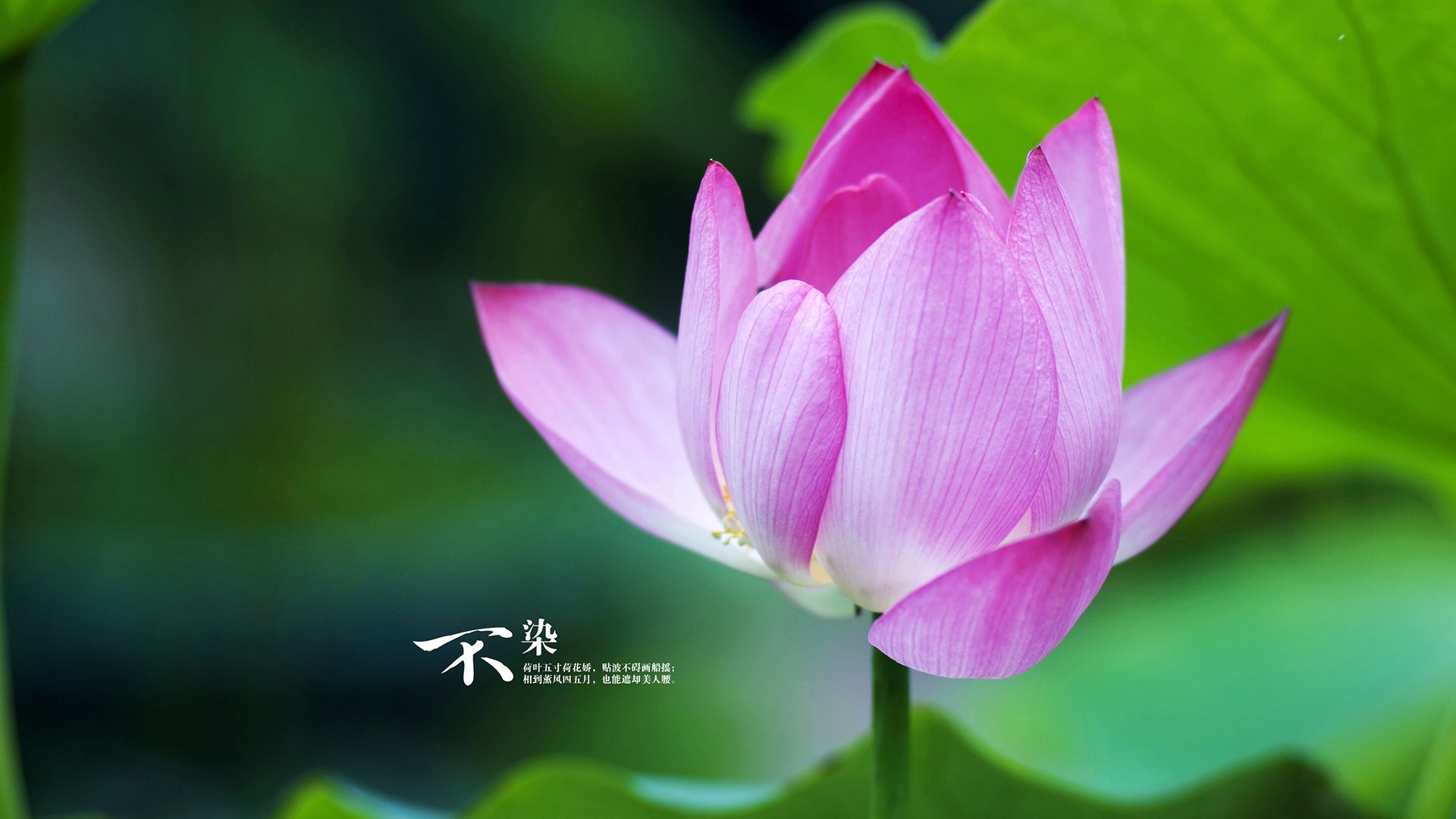 九游娱乐APP-_篮网团队合作无间，联盟第一位置稳固_，篮网合体