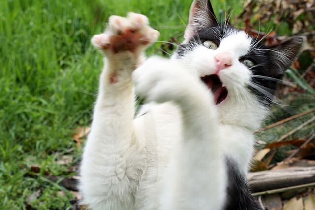 《Valorant战术大师赛,’新星’逆袭夺冠》