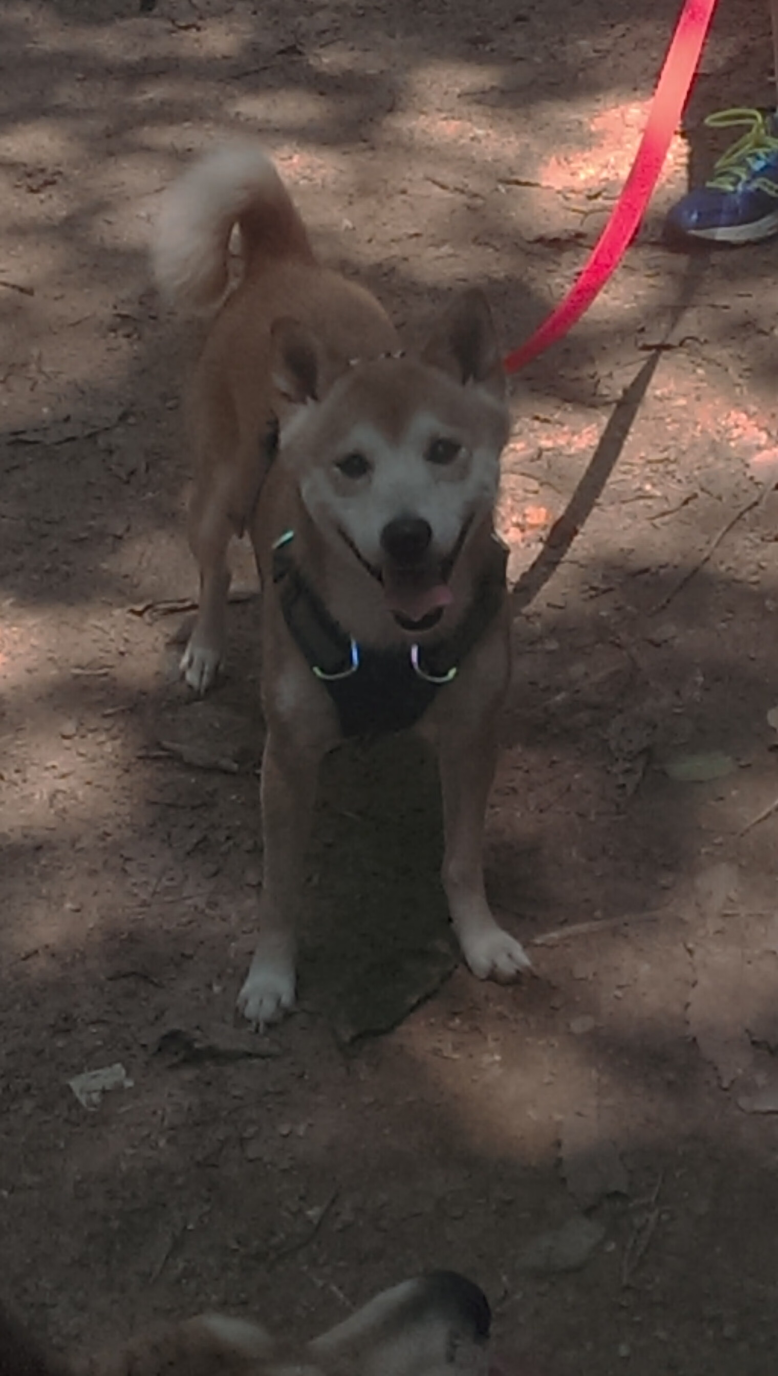 九游娱乐(jiuyou)官方网站-令人震惊的“冷门”球队，欧冠中的黑马崛起，欧冠最强黑马